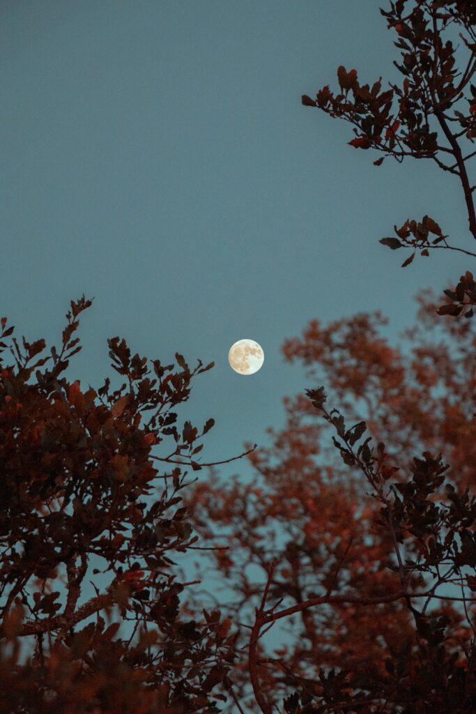 A picture of the full moon through the branches of a tree