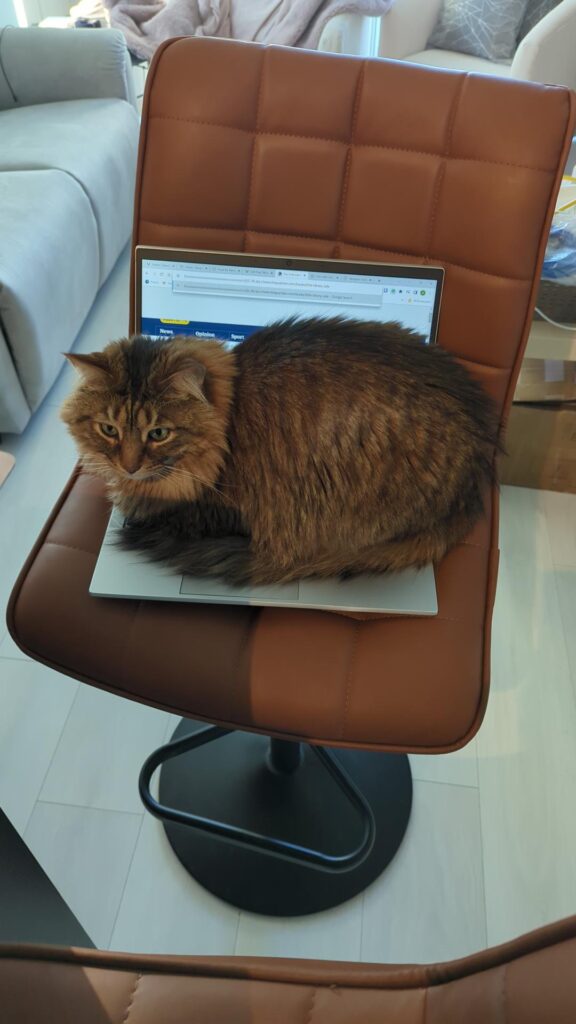 Our cat, Loki, on my laptop.
