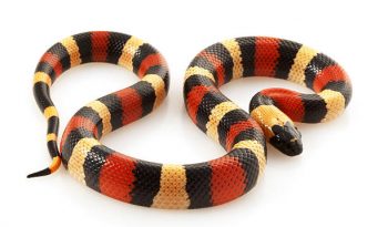 Milksnake stock photo